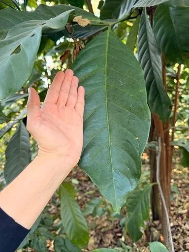 A hand showing the large size of a healthy green leaf on a coffee plant.