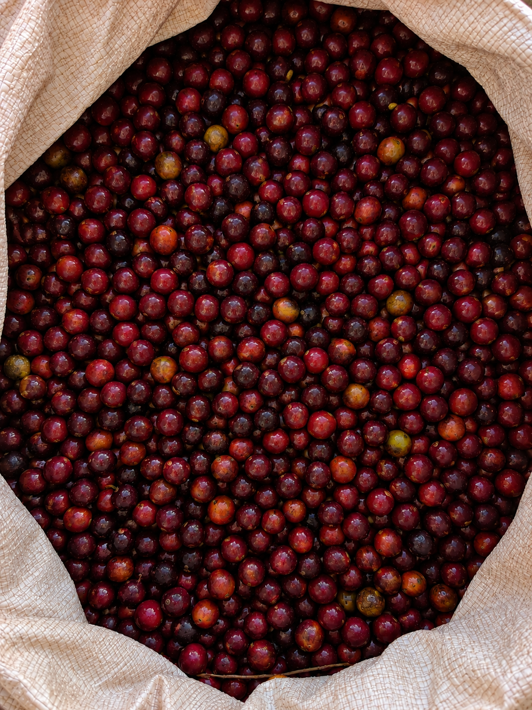 A large woven bag filled with ripe red and dark coffee cherries.