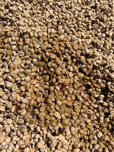 Close-up view of a large pile of harvested coffee beans drying at origin.