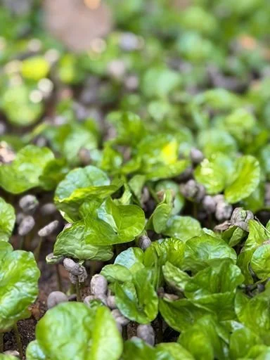 Close-up of young green coffee seedlings growing in a farm nursery bed.