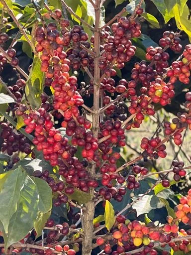 Clusters of red and purple coffee cherries growing on a coffee plant branch.