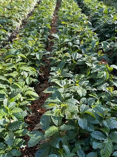 Rows of lush green coffee plants growing outdoors in a plantation.