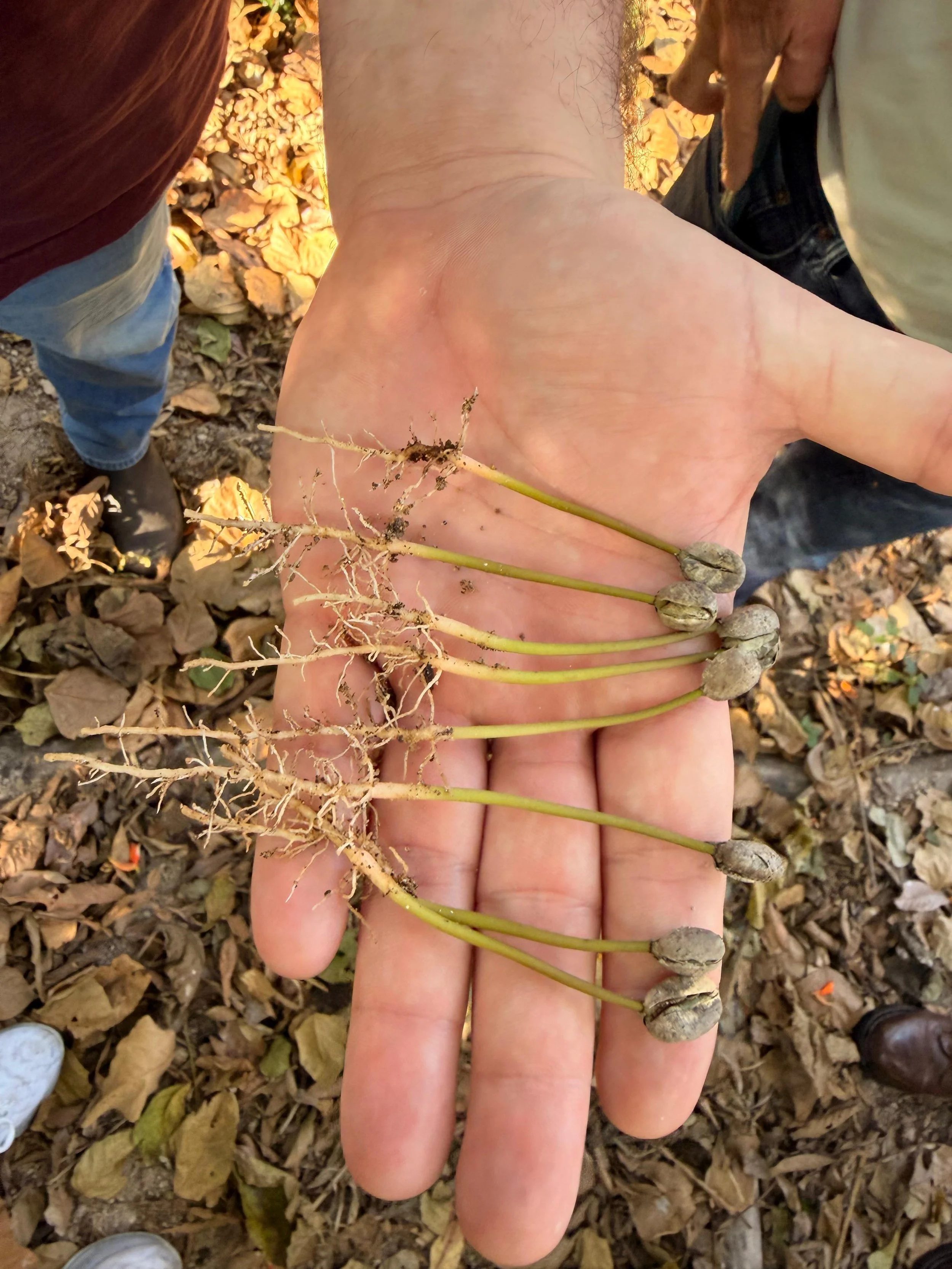 A close-up of a coffee plant seedling with its root system exposed for planting.