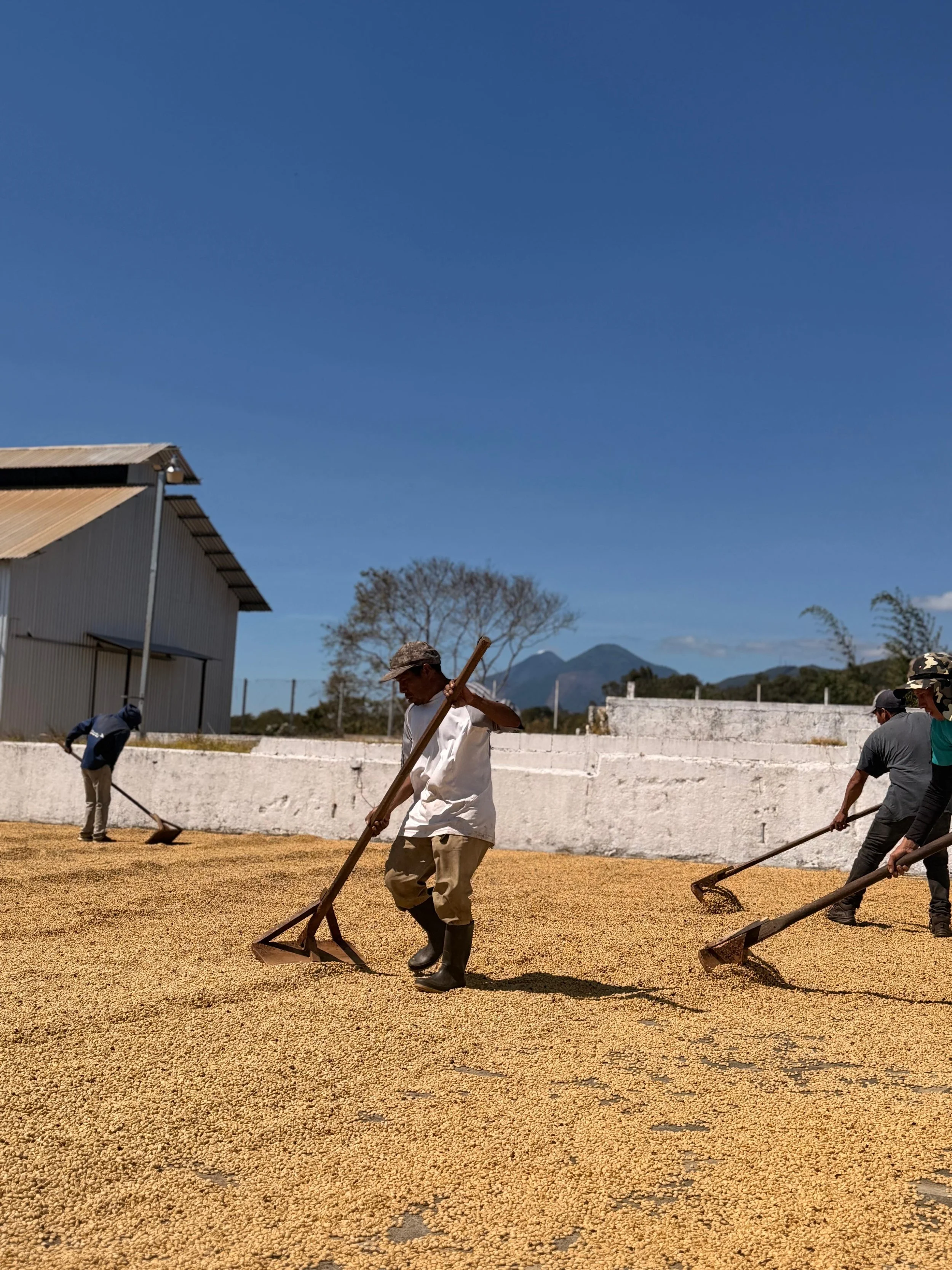 Workers raking and drying green coffee beans on an outdoor patio at a coffee farm.
