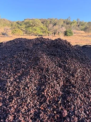 A large pile of harvesting coffee cherries undergoing outdoor natural processing.