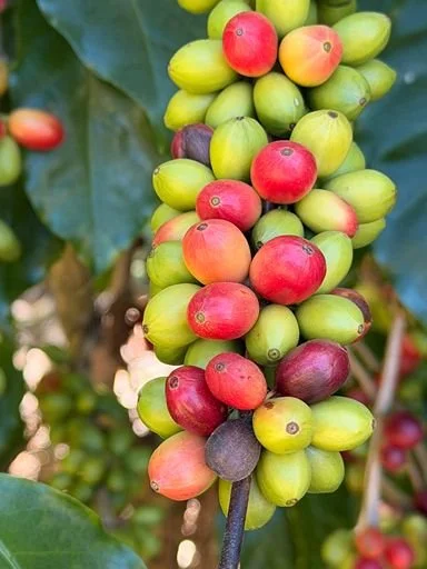 A bunch of coffee cherries in various stages of ripeness, from green to red and purple, growing on a coffee plant.