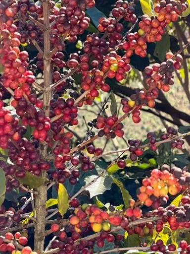 Clusters of ripening red and orange coffee cherries growing on a branch.