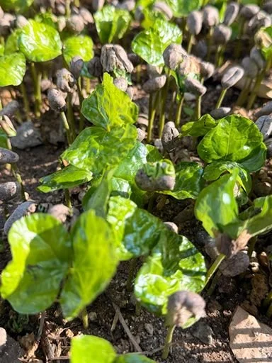 Close-up of young green coffee plant sprouts emerging from the soil.