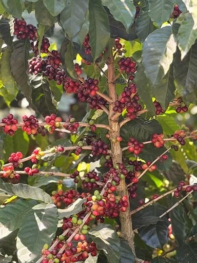 Close-up of a coffee plant with clusters of red and purple coffee cherries surrounded by green leaves.