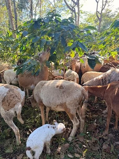 Sheep grazing under a shady tree at a sustainable coffee plantation.