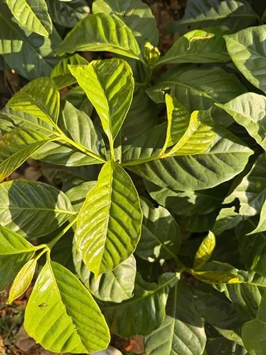 Close-up of lush green coffee plant leaves with bright sunlight shining on them.