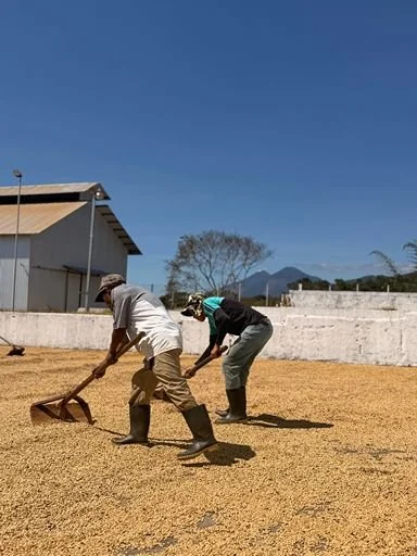 Two farmers working to dry green coffee beans on a sunlit concrete patio.