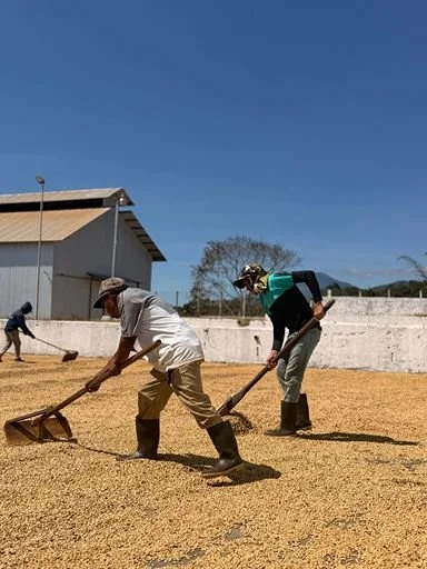 Two workers raking and drying green coffee beans on an open patio.