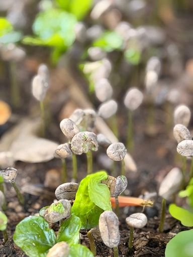 Close-up of young green coffee plant sprouts emerging from farm soil.