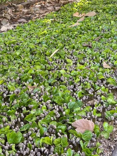 Close-up of young green coffee seedlings growing in farm soil.