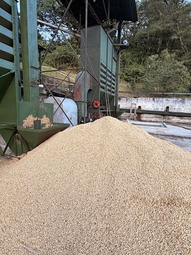 A large pile of processed coffee beans drying near milling equipment at origin.