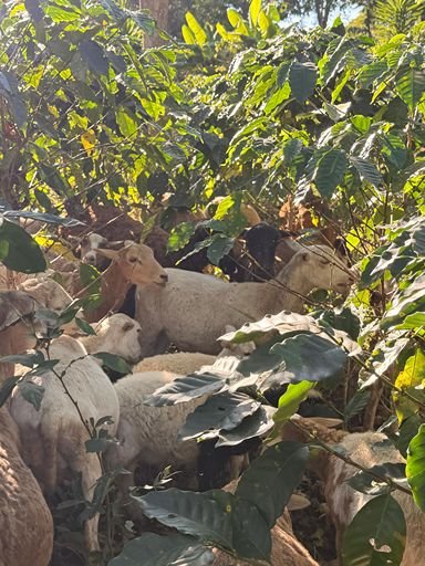 Sheep resting under the shade of trees at a sustainable coffee plantation.