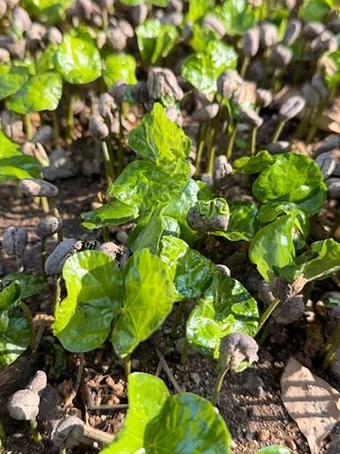 Young green coffee seedlings growing in rows in the soil.