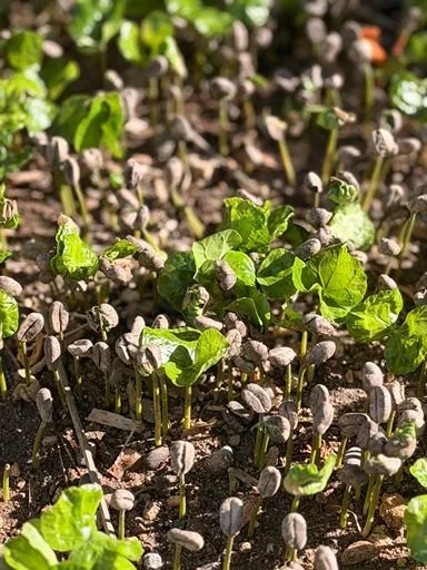 Young green coffee seedlings sprouting in a farm nursery bed.