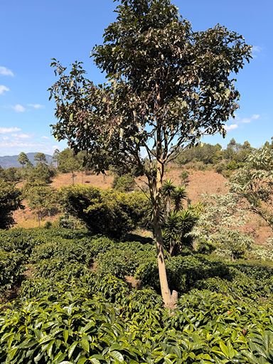 A mature shade tree growing in a sustainable coffee-producing landscape.