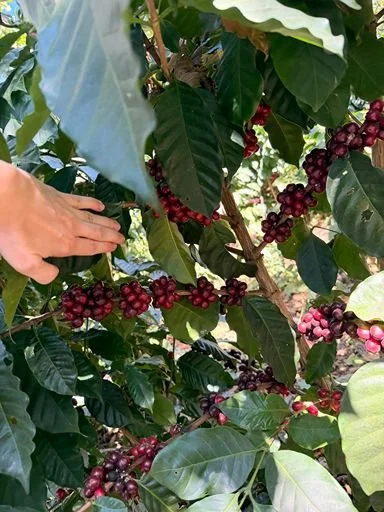 Close-up of a hand reaching to pick ripe red coffee cherries from a branch.