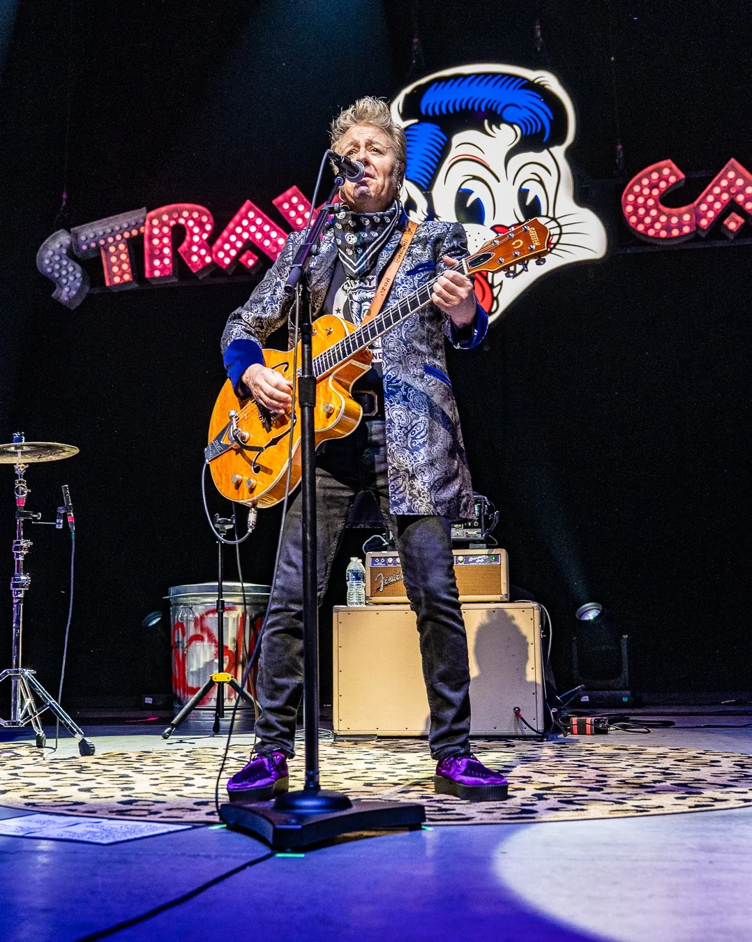 THE STRAY CATS (6).jpg