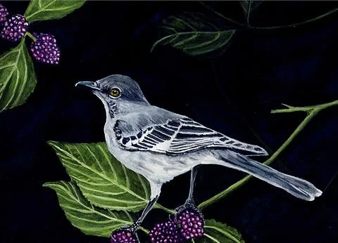Northern Mockingbird - painting by Molly Phillips