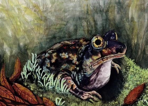 Spadefoot toad - Painting by Molly Phillips