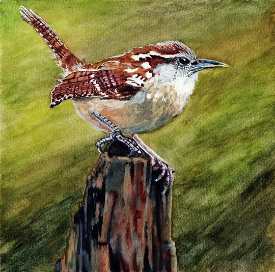 Carolina Wren - Painting by Molly Phillips