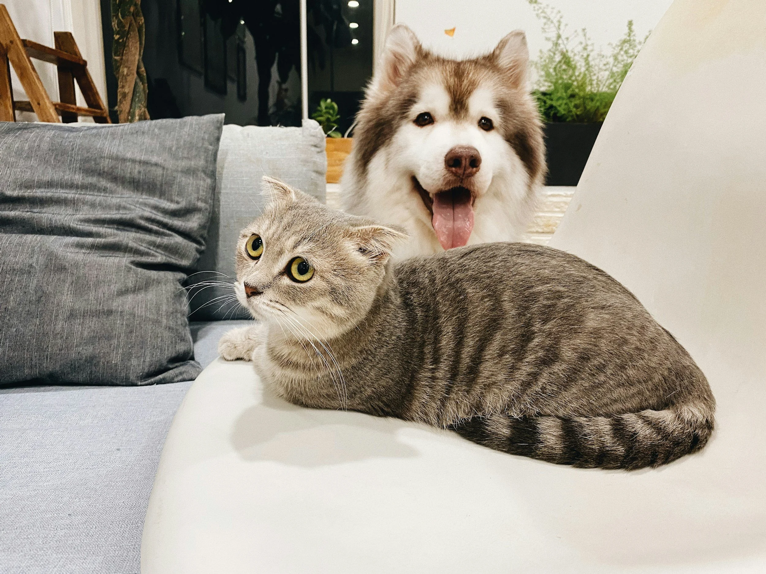 A cat lying on a white couch and a happy dog sitting behind it on the same couch.