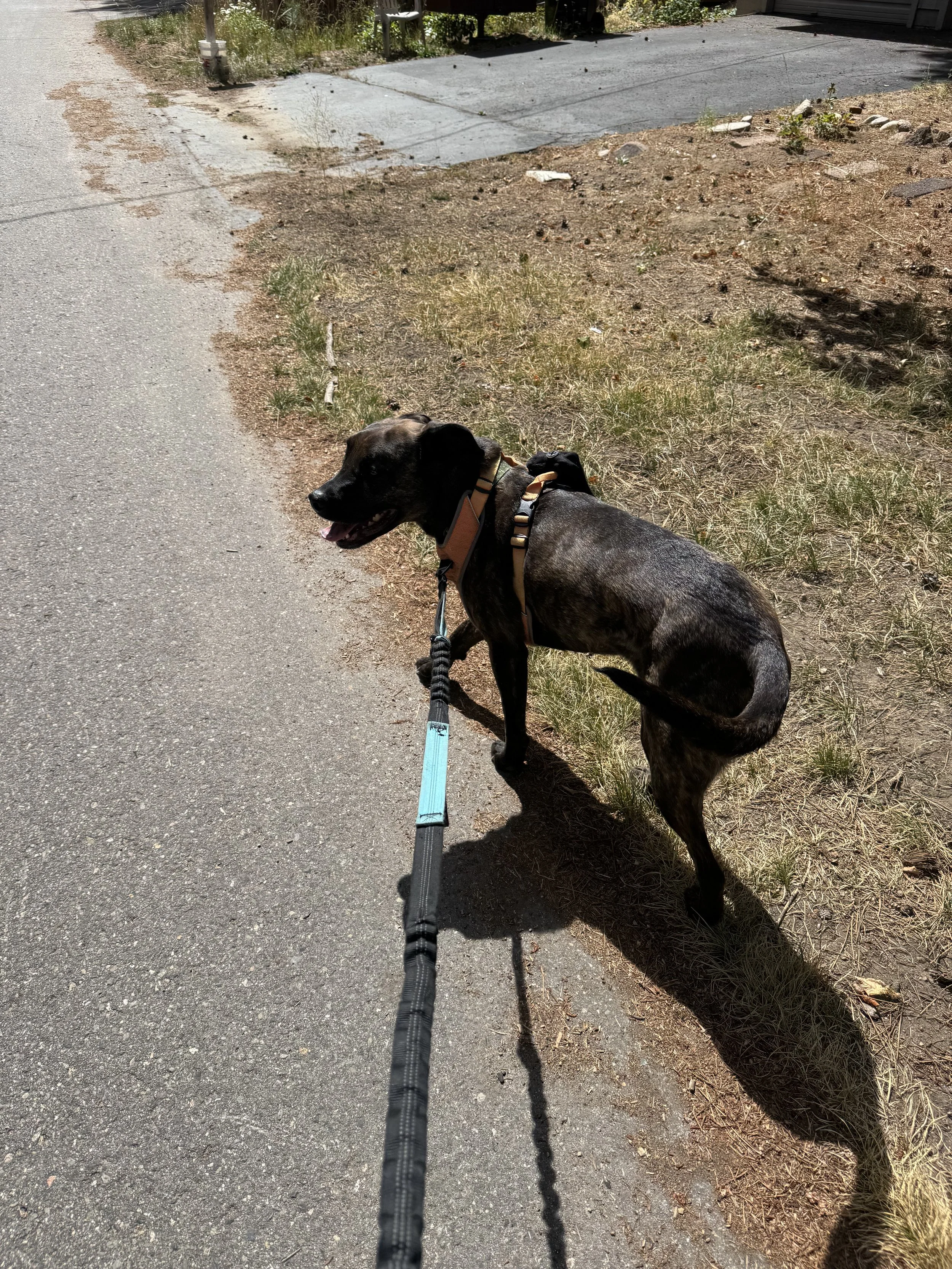 A Lab mix dog with dark brindle coat and black face on a leash, standing on a sidewalk next to a patch of grass and dirt, with a driveway and house in the background on a sunny day.