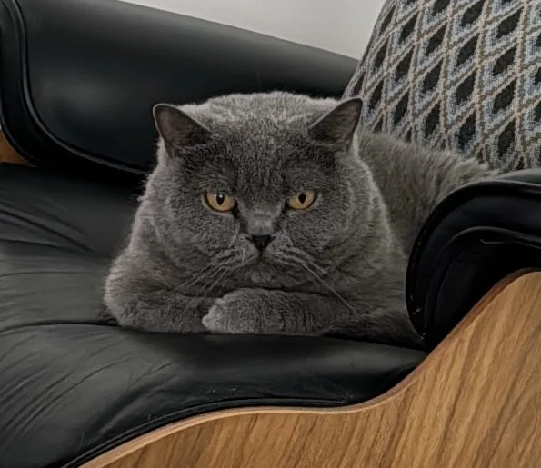 A British shorthair cat resting on a black leather couch with a patterned pillow in the background.