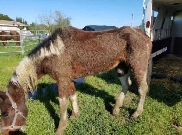 A small brown and white pony standing on grass near a horse trailer on a farm.