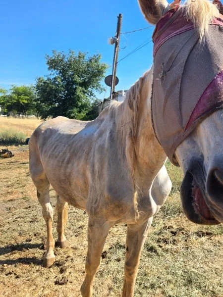 Close-up of a white horse with a light mane, standing outdoors on grass, with a person partially visible in the frame wearing a vest, and a utility pole with power lines in the background.