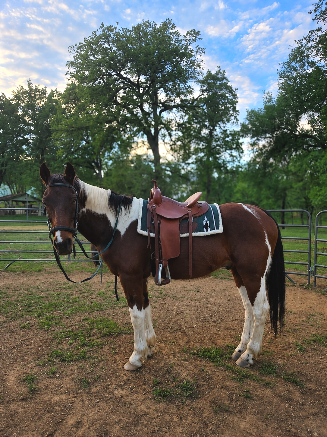 A brown and white pinto horse with a saddle and bridle standing in an outdoor arena. Green trees and a blue sky with some clouds are in the background.