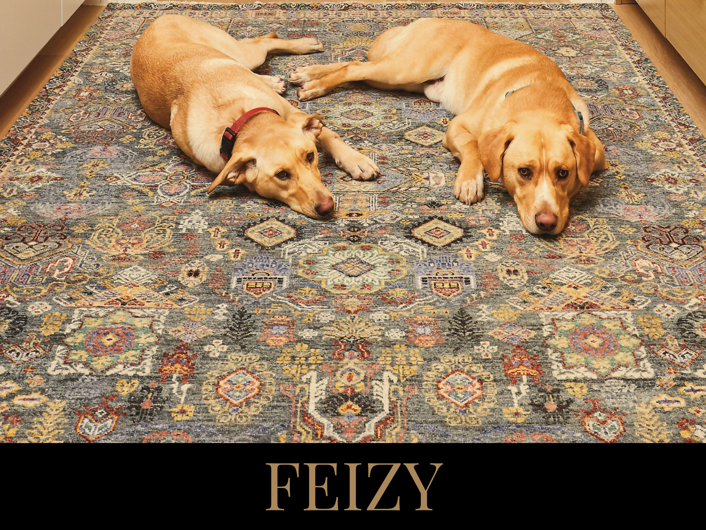 Two dogs lying on a patterned rug inside a home. One dog is a light brown color with a red collar, the other a yellowish color with a light blue collar. The word 'FEIZY' is written below the image.