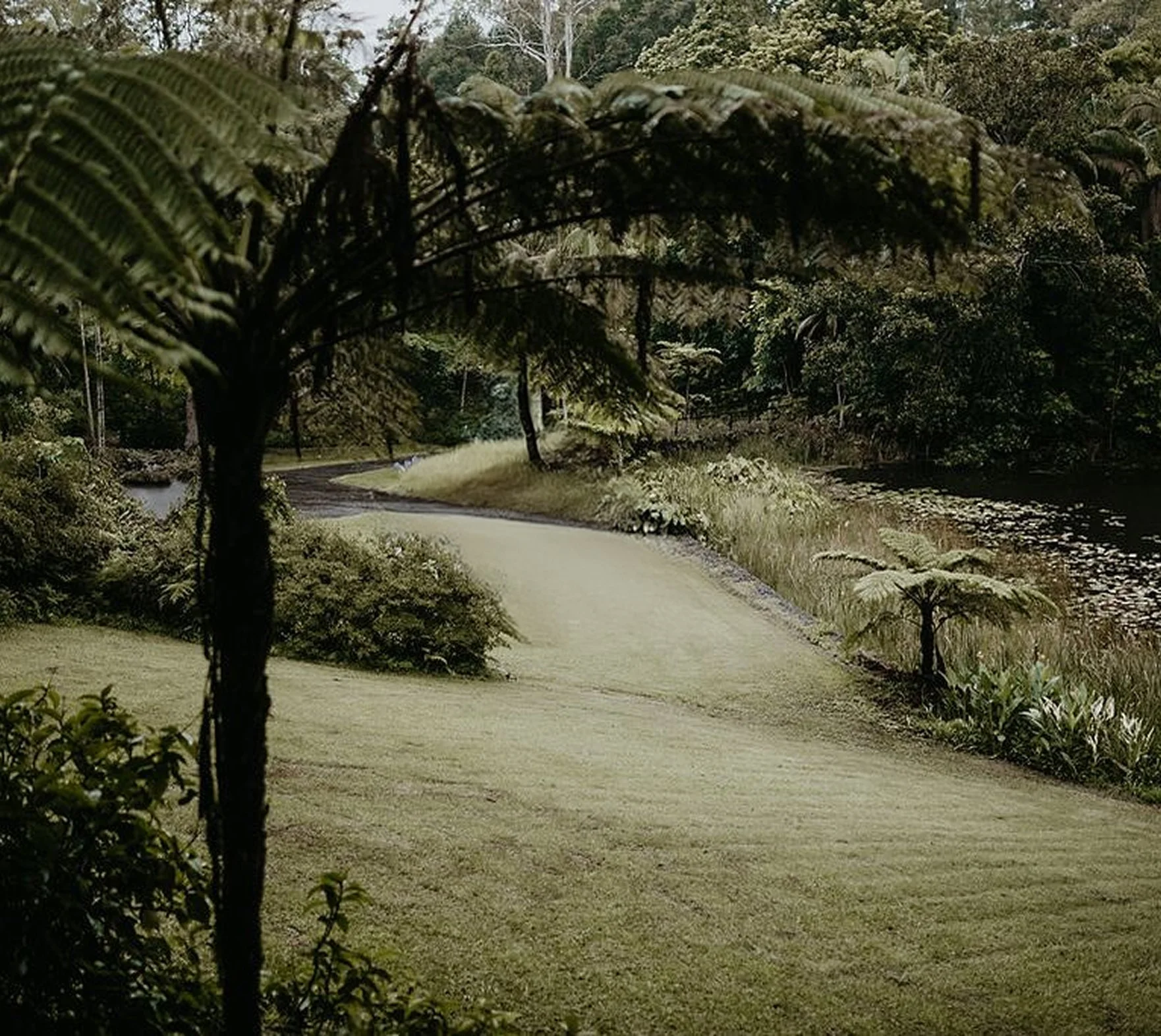 A painted scene of a winding path beside a lake, surrounded by lush green ferns and trees, with a forested background.