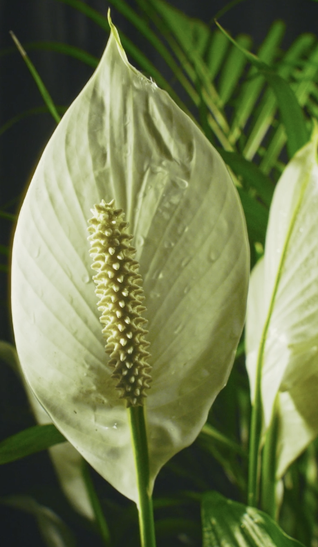 Grief Gift, Peace Lily