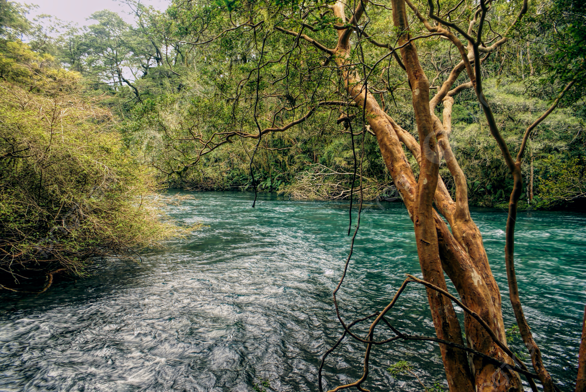 pngtree-parque-nacional-vicente-perez-rosales-national-park-dense-lake-photo-picture-image_7092072.jpg
