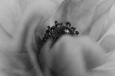 Close-up de uma flor em tom preto e branco, destacando o centro detalhado com pétalas ao redor.