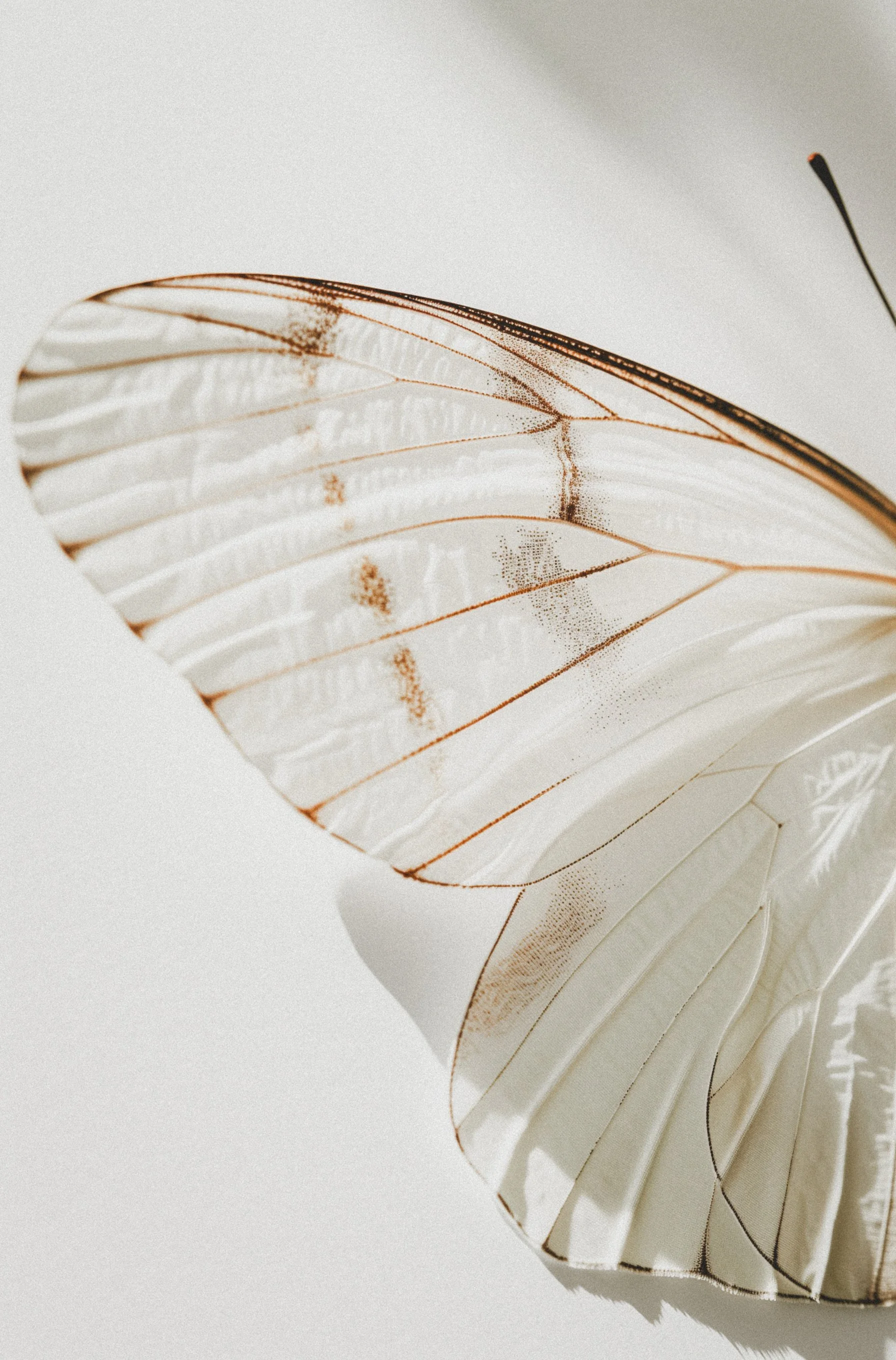 Close-up of a delicately veined, semi-transparent butterfly wing with brown accents, placed on a white surface.