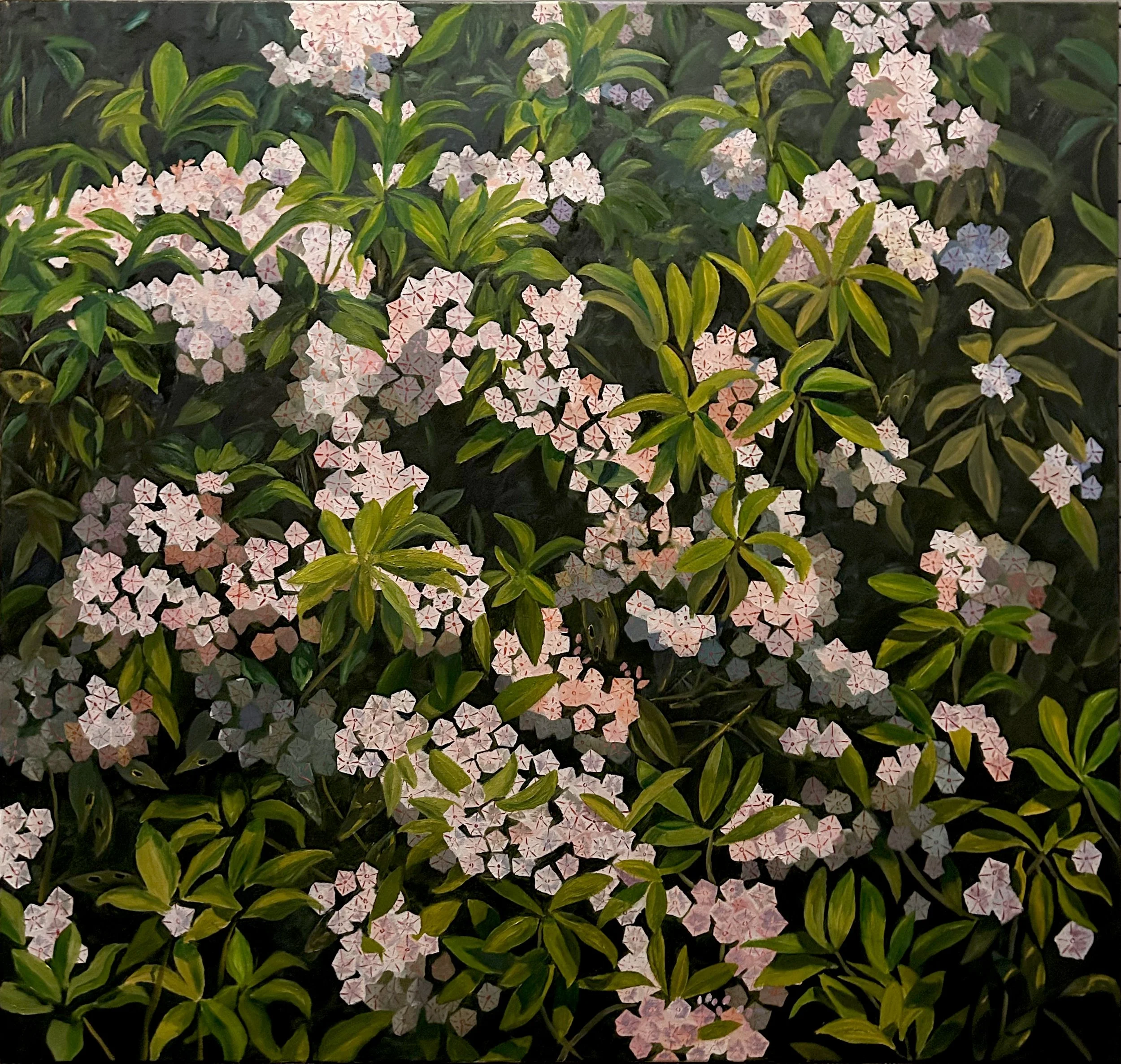  Mountain Laurel II  
 
50” x 52”
Oil on Canvas
2025
NFS
 