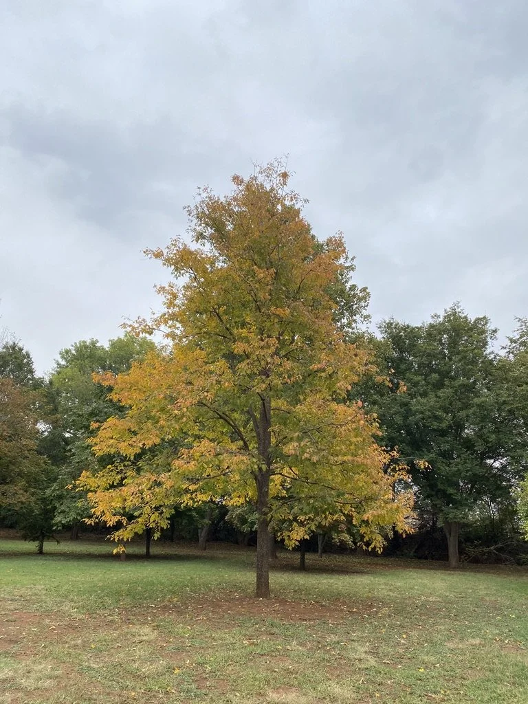 Diospyros virginiana American Persimmon