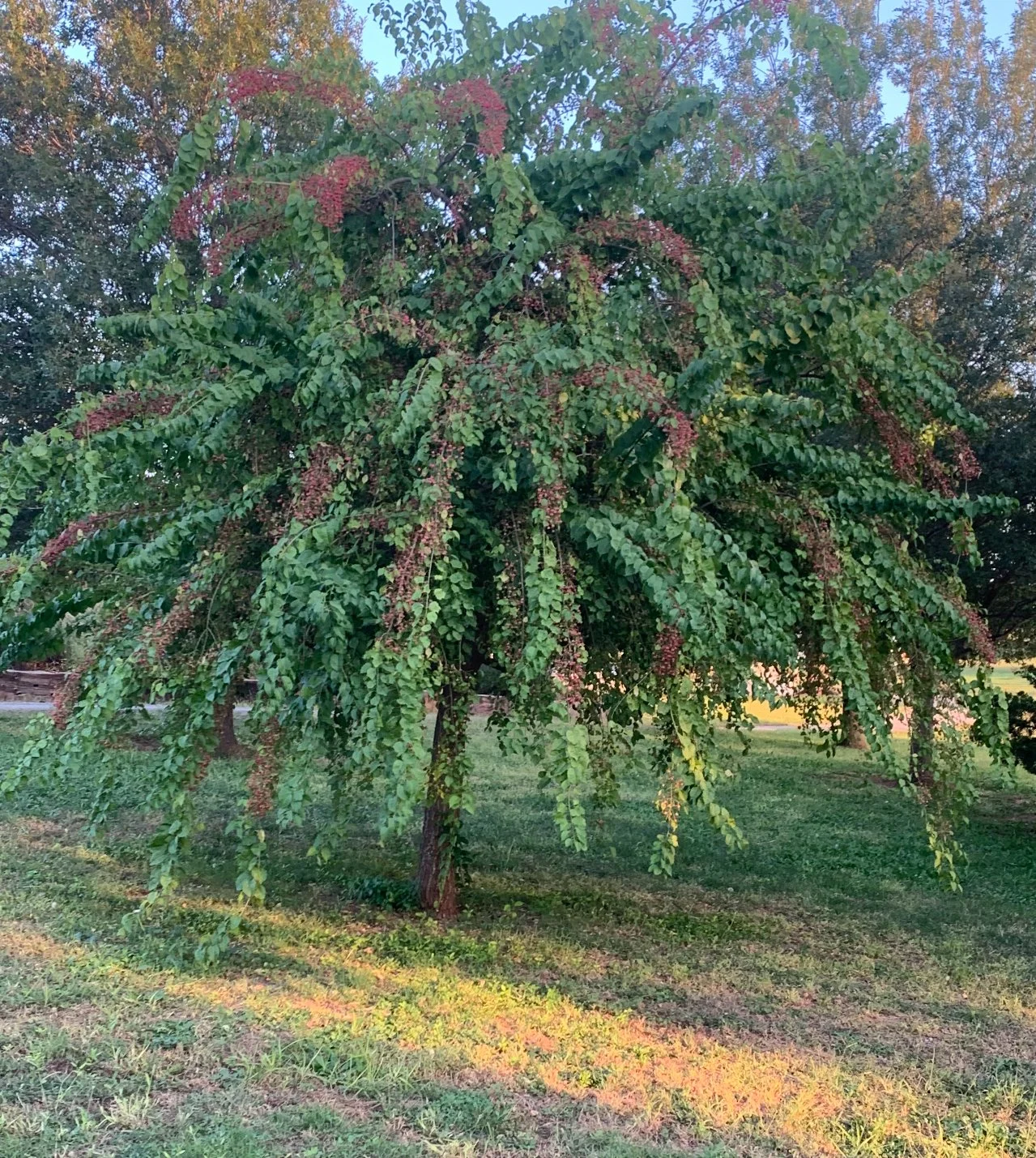 Euonymus bungeanus ‘Kaleidascope’