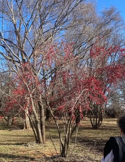 Ilex decidua Cherry Berry