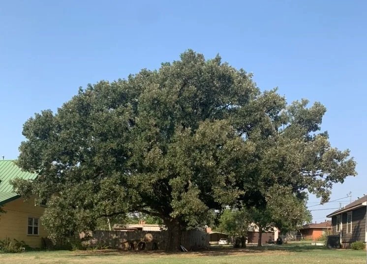 Bur Oak
