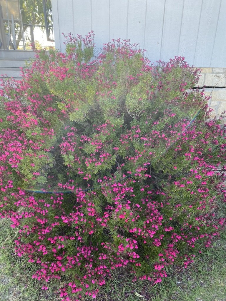 Salvia Greggii Pink Preference