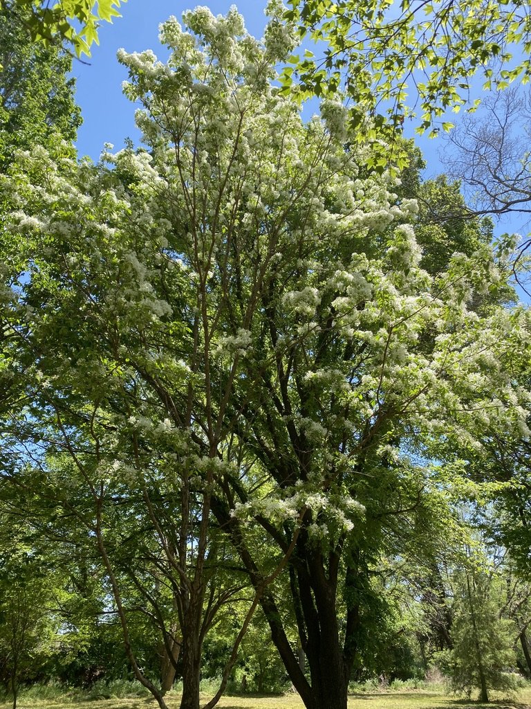 Chinese Fringe Tree