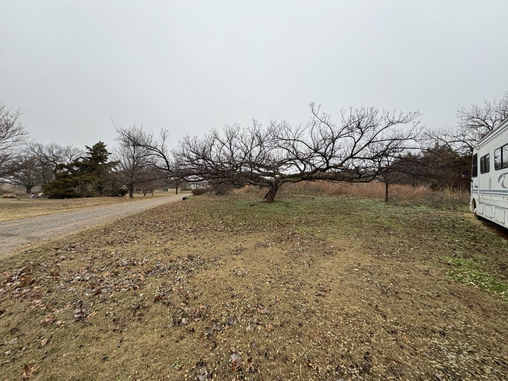 Ulmus americana Flick's Spreader