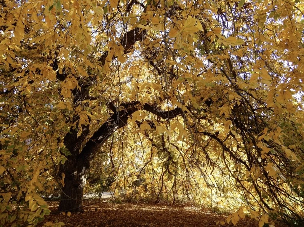 Ulmus americana 'Regis Weeper'